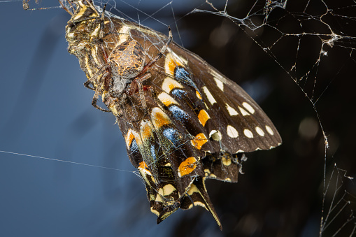 Spotted Orb Weaver Spider Eating Large Butterfly