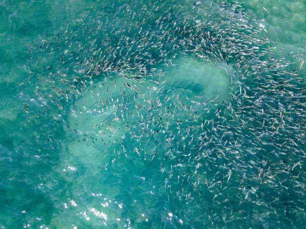 School of Fish in the Ocean