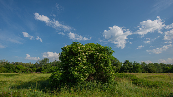 Blooming elderberry bush in the meadow. Summer season. Web banner. Ukraine.