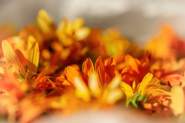 Orange marigold flowers dry on a light background. Summer season. Web banner.