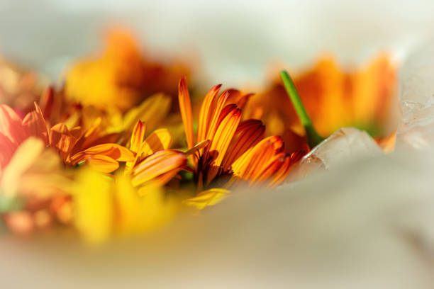 Orange marigold flowers dry on a light background. Summer season. Web banner.