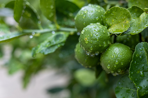 A close-up view of a large cluster of green limes filled with dewdrops against a blurry green background of its foliage in the garden early in the morning.