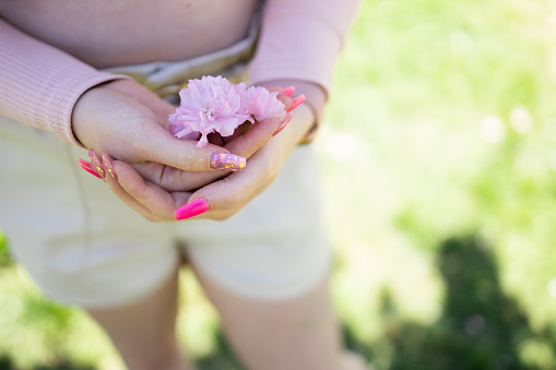 Close-Up Of Hand Holding Cherry Blossoms