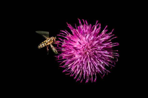The attraction between the magnificent flowers and the hungry insects is irresistible.