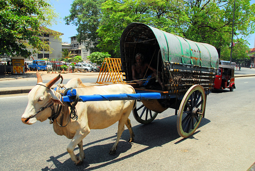 Colombo, Sri Lanka: Ox cart and driver - downtown avenue scene.