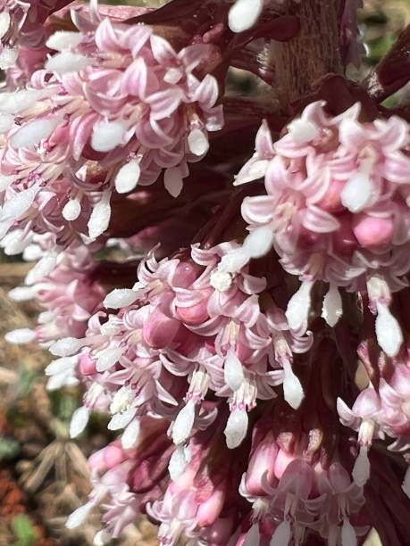 istock Close-up of pink flower buds 1397199227