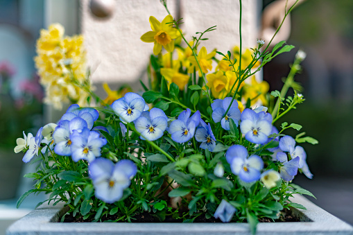 Beautiful blue and yellow flowers in springtime in germany