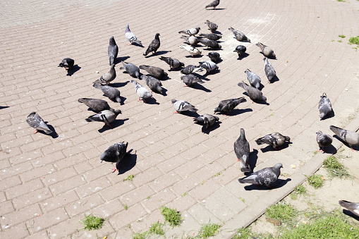 Many pigeons looking for food.