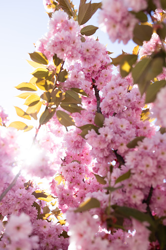 Beautiful sakura flower (cherry blossom) in spring. Sakura tree flower on blue sky.