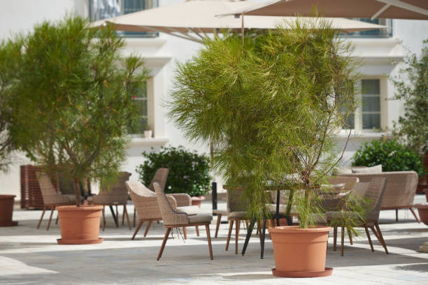 istock Potted ornamental trees in a outdoor restaurant 1397201330