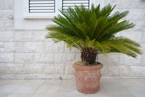 Palm tree and cactus garden.