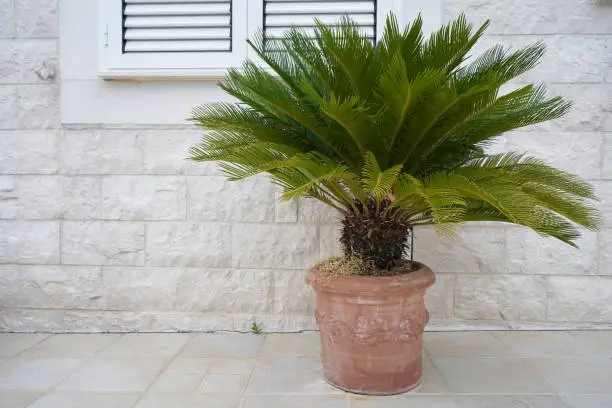 Cycas palm tree in large pots outside the building