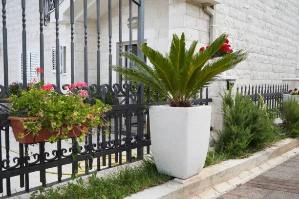 Cycas palm tree in large pots next to the fence.