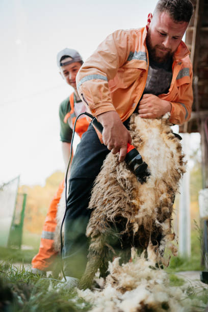 hommes tondeur tondeur de moutons - lamb merino sheep sheep focus on foreground photos et images de collection