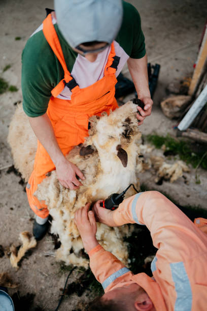 hommes tondeurs de moutons tondeurs - lamb merino sheep sheep focus on foreground photos et images de collection