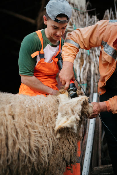 uomini tosatore tosatura pecore - lamb merino sheep sheep focus on foreground foto e immagini stock