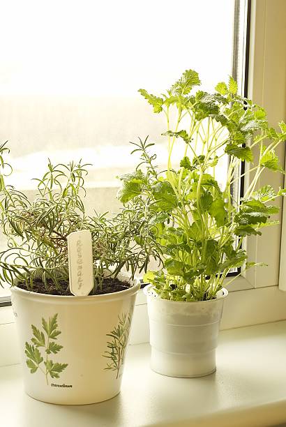istock Rosemary and lemon balm 139720495