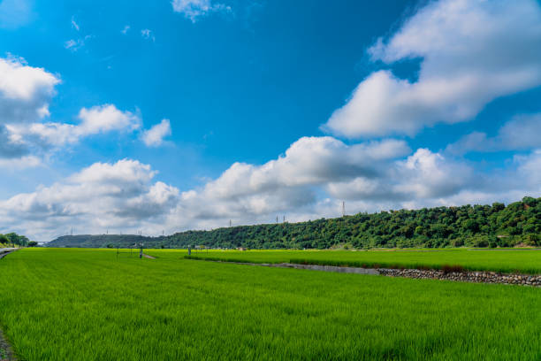 Taichung Waipu - Rice Fields in Wangyou Valley.