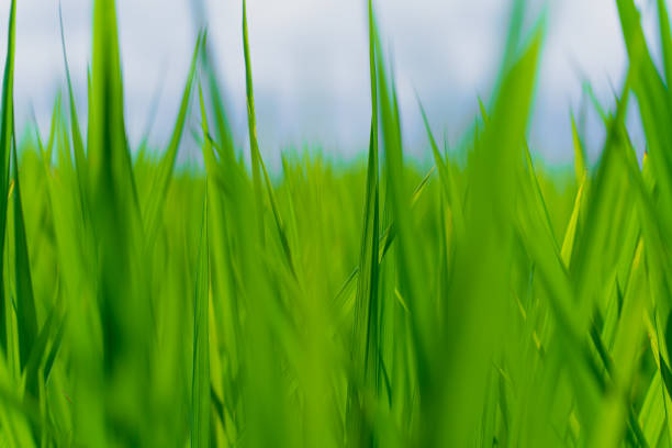 Taichung Waipu - Rice Fields in Wangyou Valley.