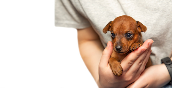 Portrait of a cute puppy in the palms of a girl. A pet. A charming dog. A baby dog. Mini pinscher. Isolate.