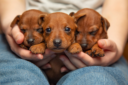Three adorable puppies in the hands of a girl. Two sleeping puppies. Pets. Portrait of pets.