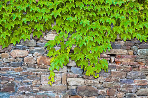 Old medieval stone wall covered with fresh green ivy.