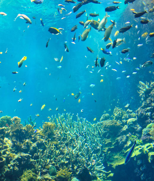 istock tropical fish swimming in blue ocean 1397206807