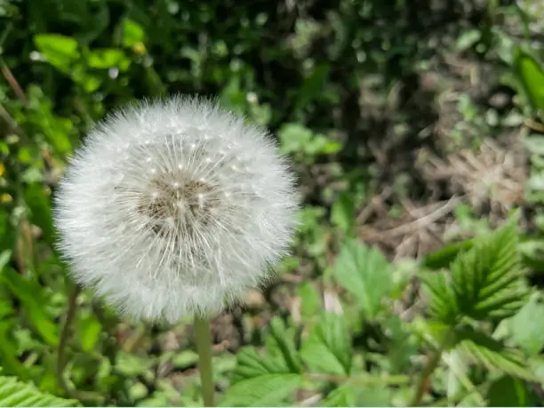 A large, bud of a fluffy dandelion against the background of a green lawn. Dandelion in the country. Fluffy dandelion. Dandelion seeds.