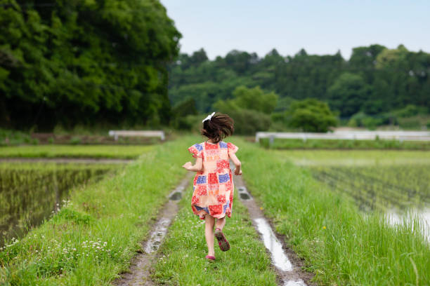 A child walking along the paddy field A child walking along the paddy field satoyama scenery stock pictures, royalty-free photos & images