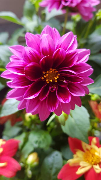istock Violet colored dahlia flower 1397208670