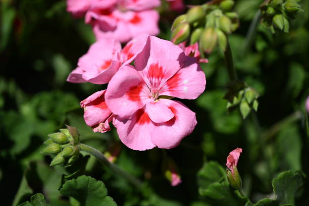 istock Amazing summer colour flowers 1397208686