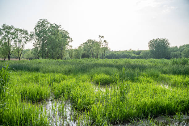 wetland forest swamp