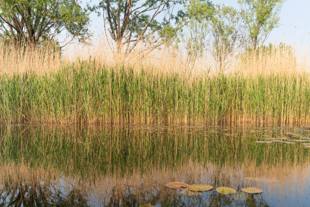 Reflection of reeds on water