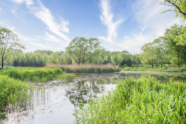 istock Wetland Park water landscape 1397209509