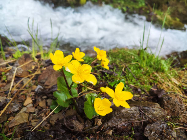 yellow marsh marigold or caltha palustris in spring forest - water plant fotos imagens e fotografias de stock