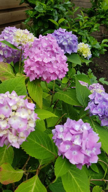 istock Close up of colorful hydrangea bush 1397210766