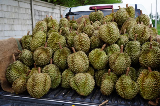 istock Many stacked Durian fruits 1397211052