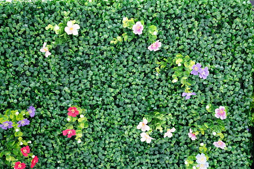Plastic green leaves wall background
