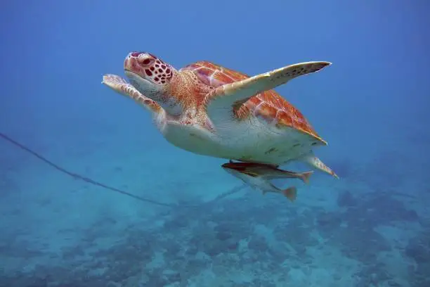 Photo of Green turtle with pilot fish