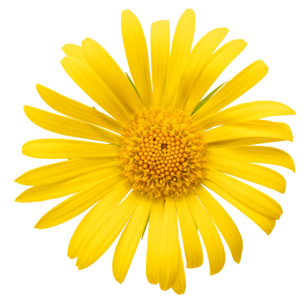 istock Yellow chamomile flower on a white background. Macro. 1397212240