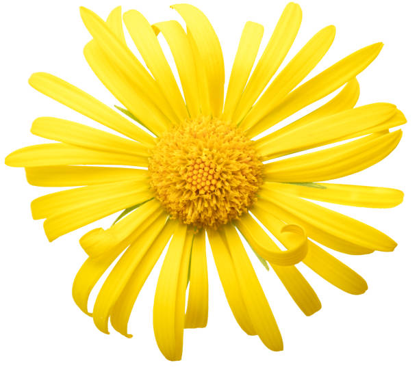 istock Yellow chamomile flower on a white background. Macro. 1397212241