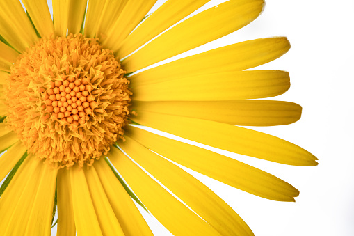 Slice of a large yellow daisy on a white background.