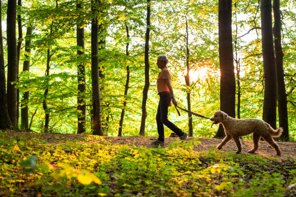 istock active senior woman walks with her labradoodle through the forest 1397214255