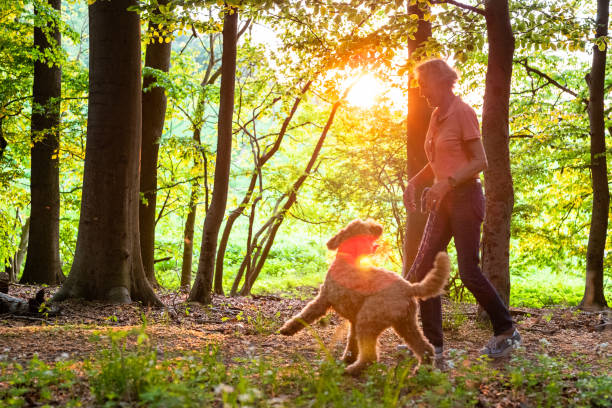active senior woman walks with her labradoodle through the forest stock photo