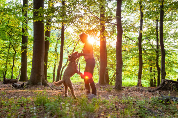 istock active senior woman walks with her labradoodle through the forest 1397214299