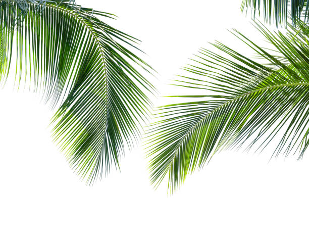 istock Coconut palm leaves on white background 1397215402