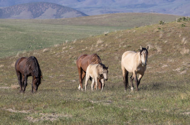 istock Wild Horses in the Desert in Utah 1397216778