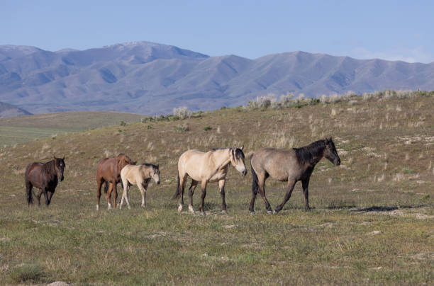 istock Wild Horses in the Desert in Utah 1397216779