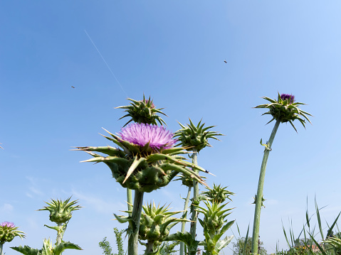 Purple and white thistle like flower.