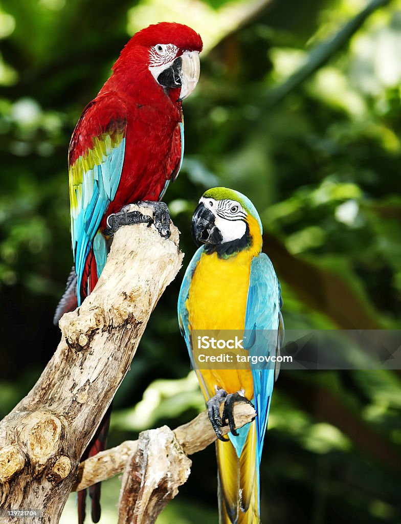 Một Cặp Vẹt Đuôi Dài Màu Xanh Và Vàng Đậu Tại Cành Gỗ Trong Rừng Những Con  Chim Vẹt Đuôi Dài Đầy Màu Sắc Trong Rừng Hình ảnh Sẵn có - Tải